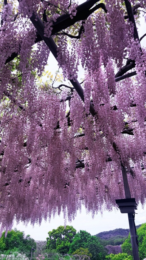 写メ