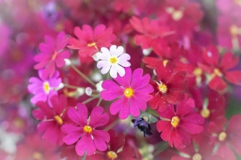 写メ