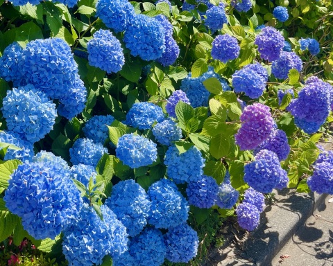 写メ