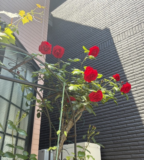 写メ