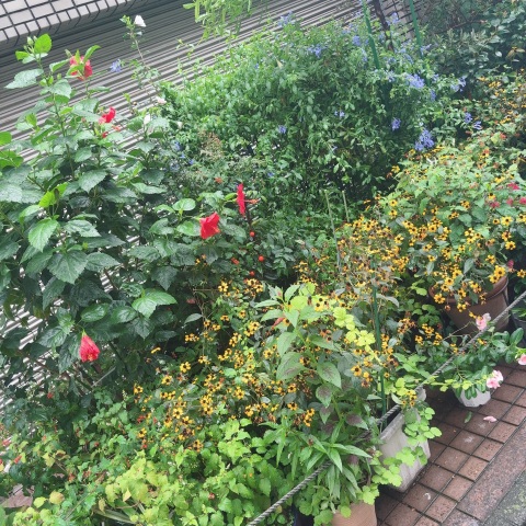 写メ