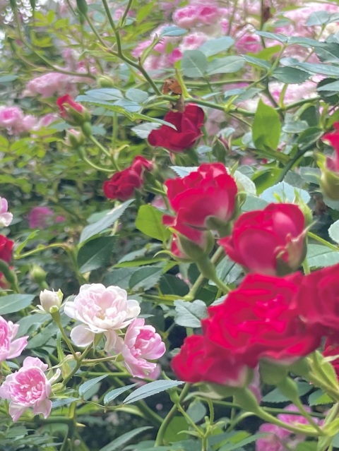 写メ