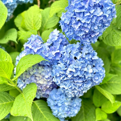 写メ