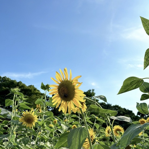 写メ