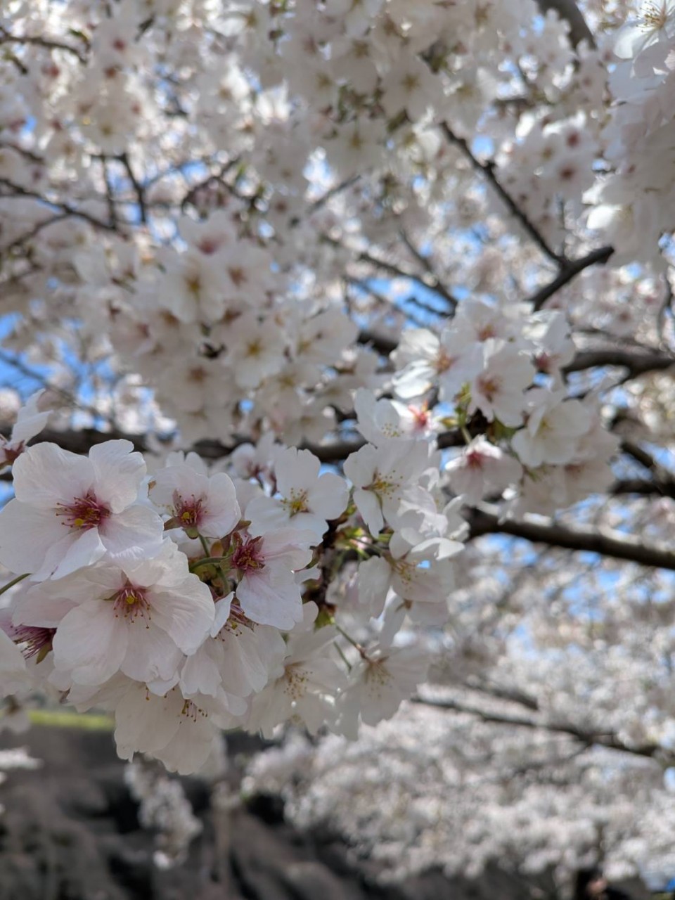 アップロード画像