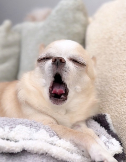 写メ