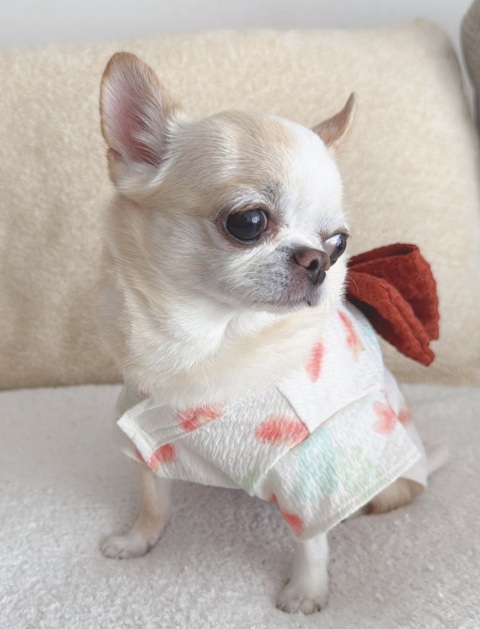 写メ