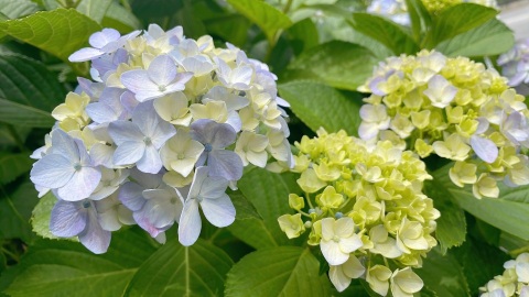 写メ