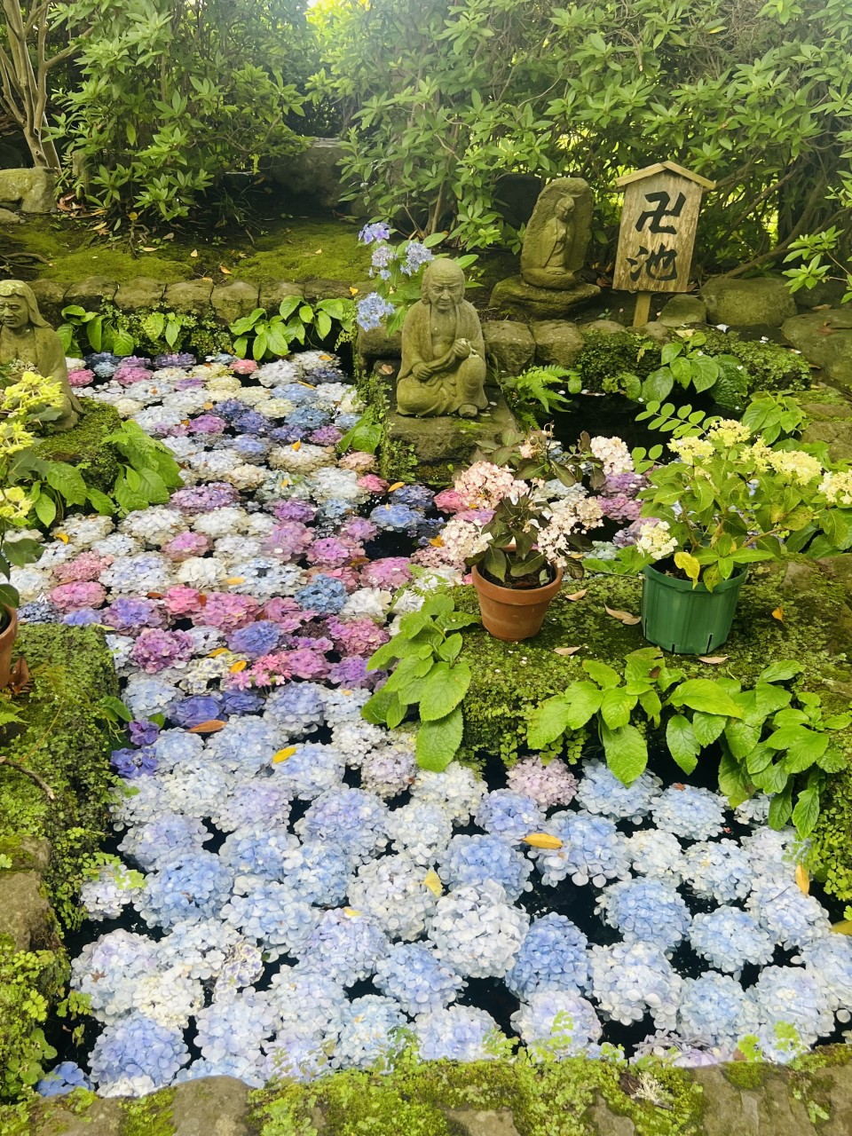 アップロード画像