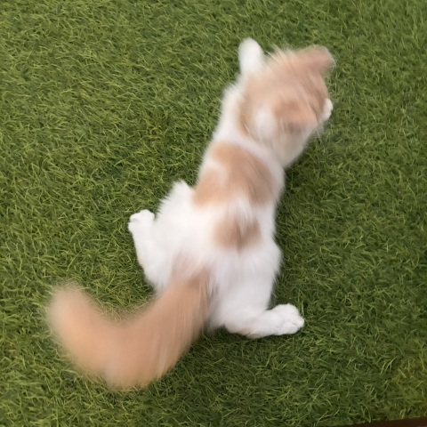 写メ