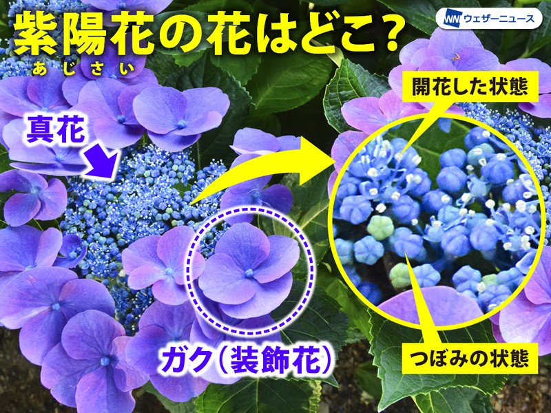 アップロード画像