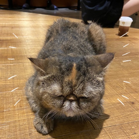写メ