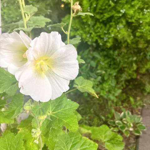 写メ