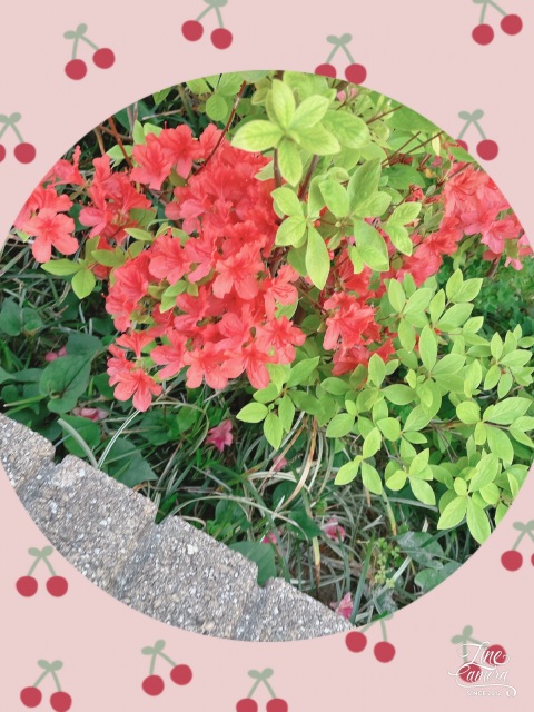 写メ