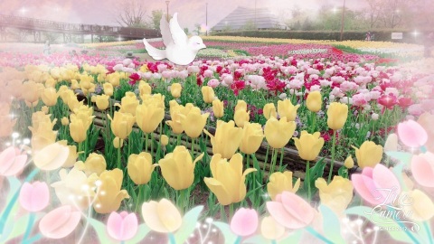 写メ