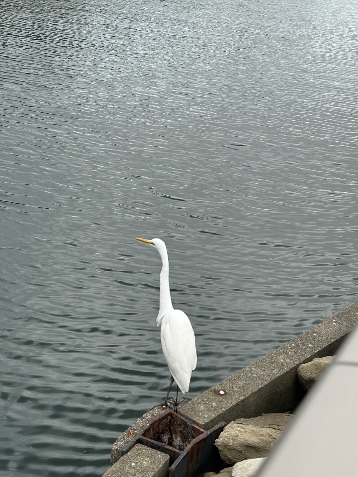 アップロード画像