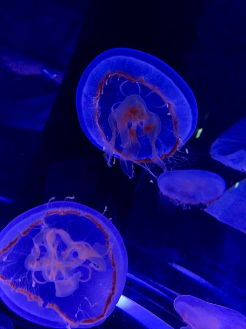 写メ