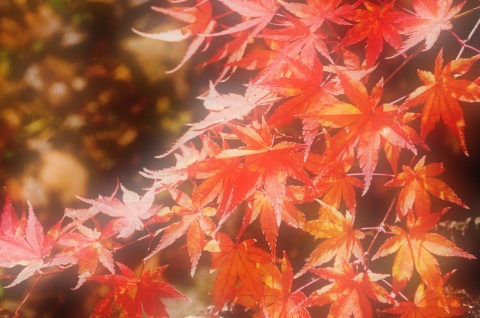 写メ