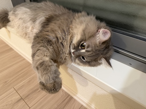 写メ