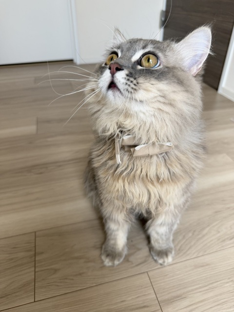 写メ