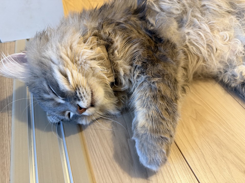 写メ