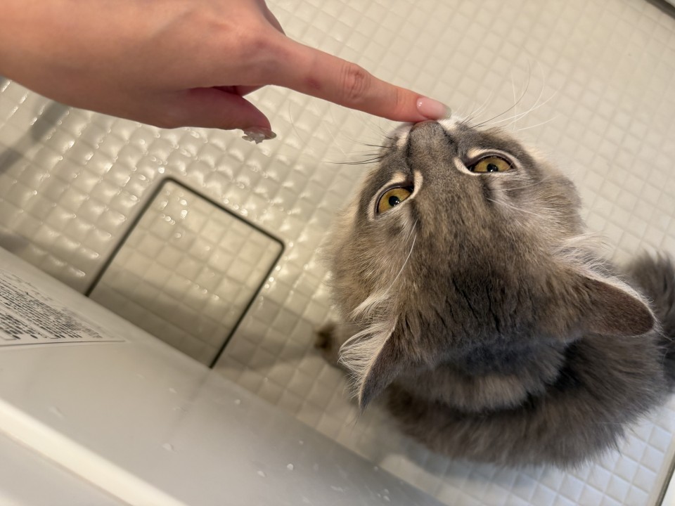 写メ