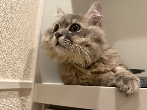 写メ