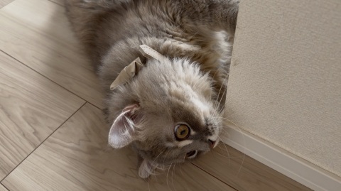 写メ