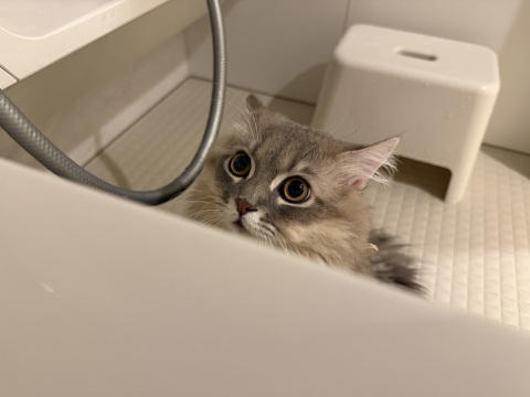 写メ