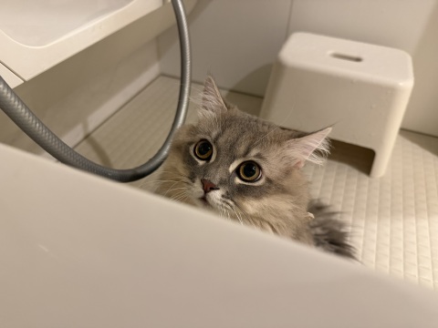 写メ