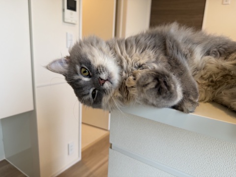 写メ