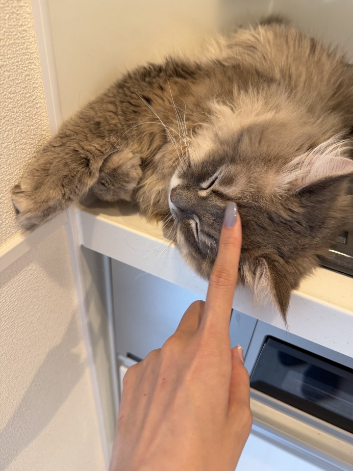 アップロード画像