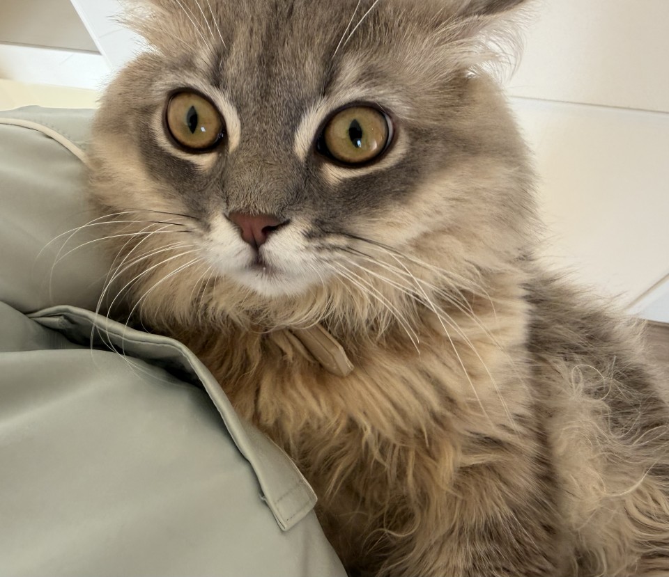 アップロード画像
