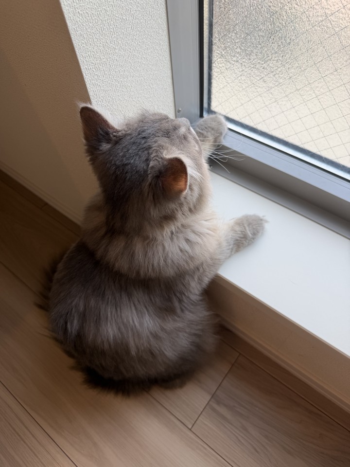 アップロード画像
