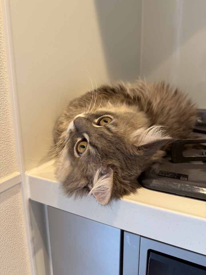 アップロード画像