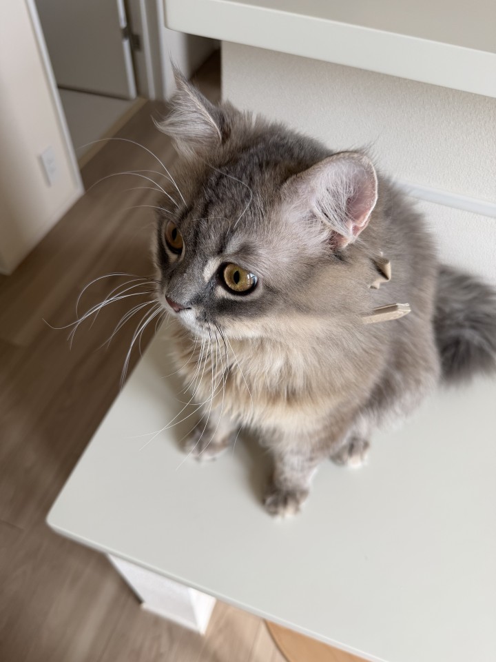アップロード画像