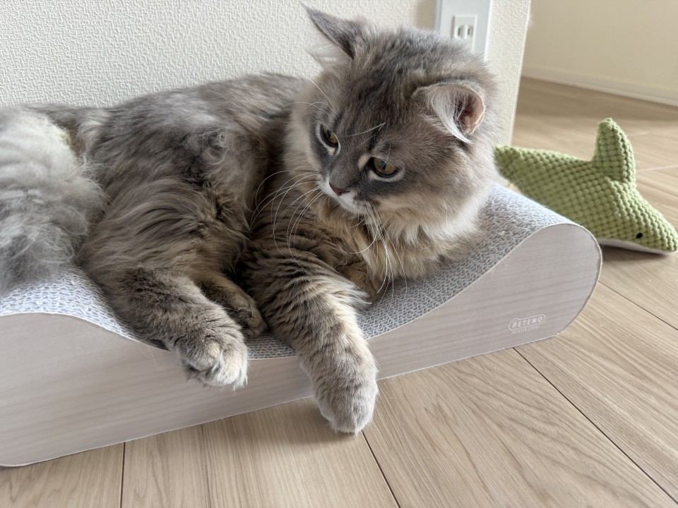 アップロード画像