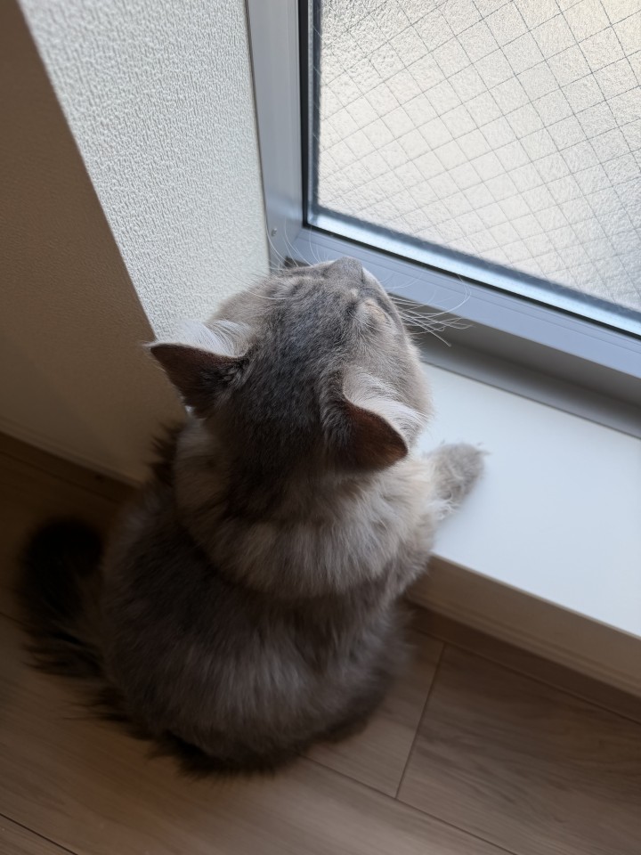 アップロード画像