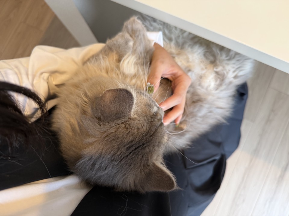 アップロード画像