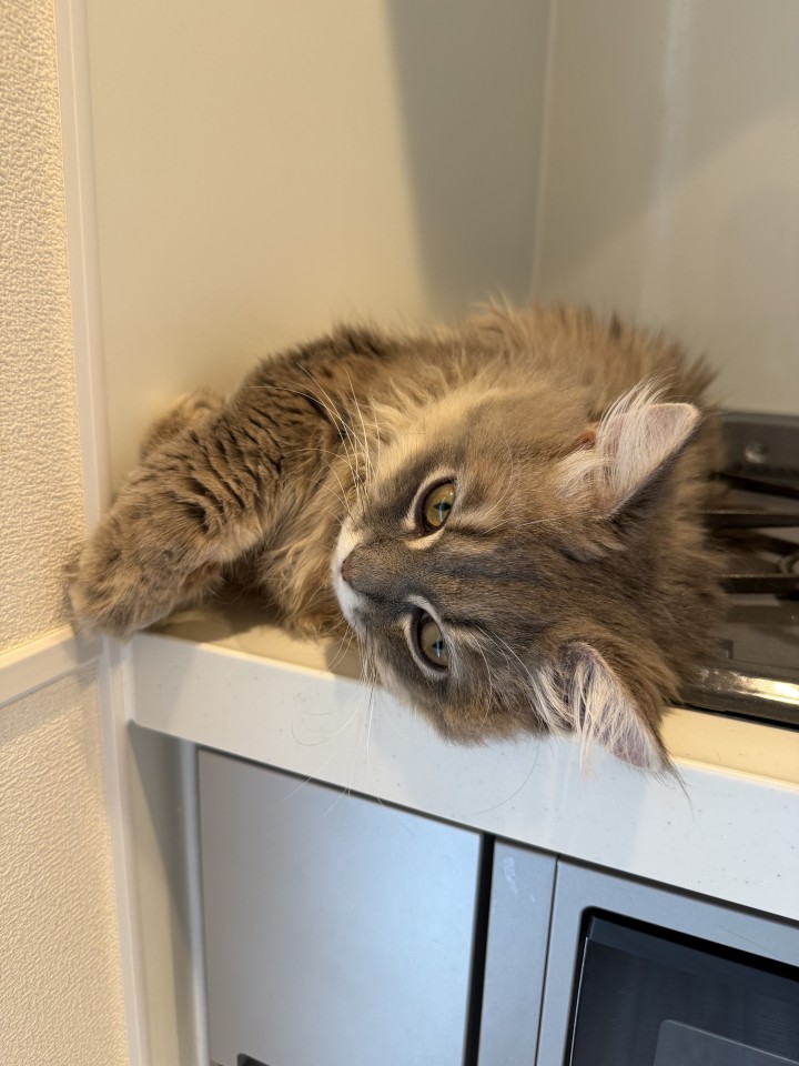アップロード画像