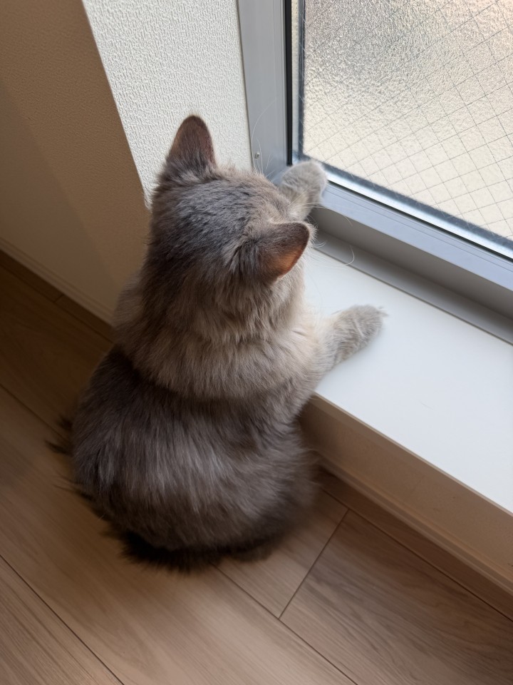 アップロード画像