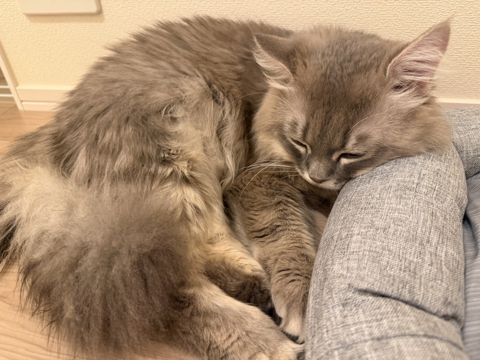 アップロード画像