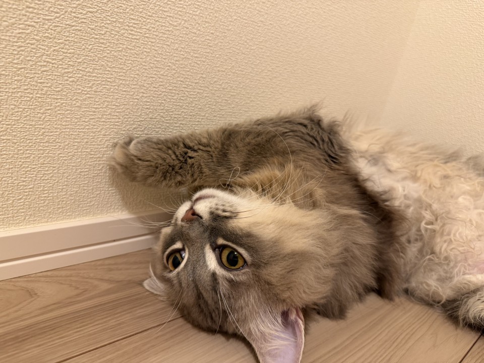 アップロード画像