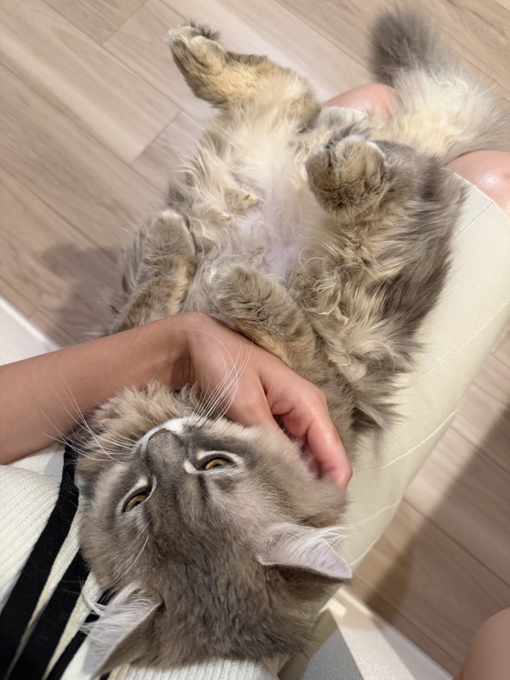 アップロード画像