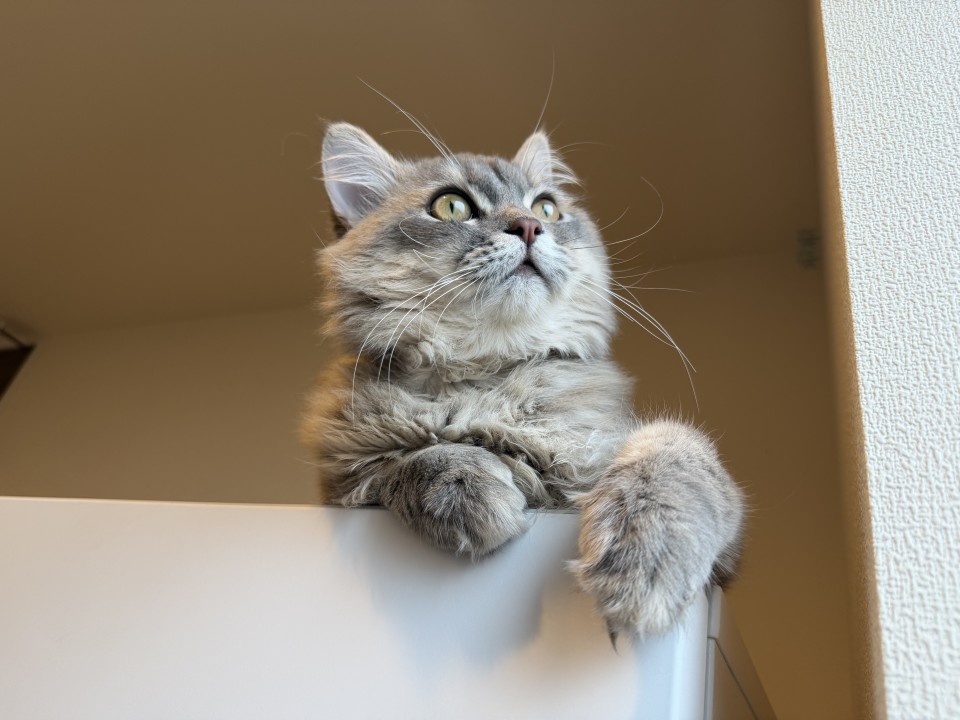 アップロード画像