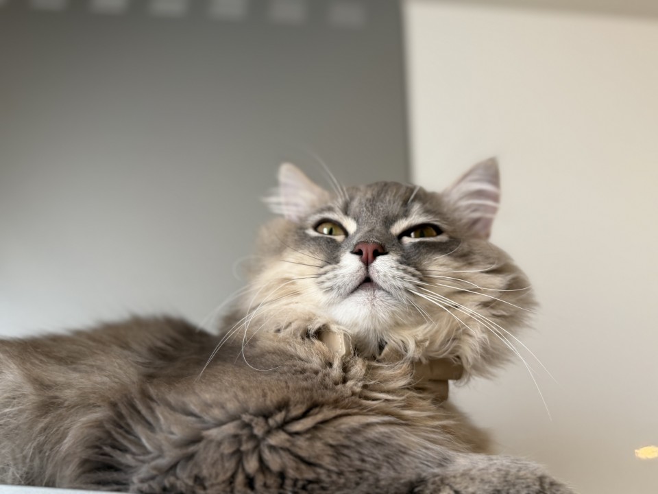 アップロード画像
