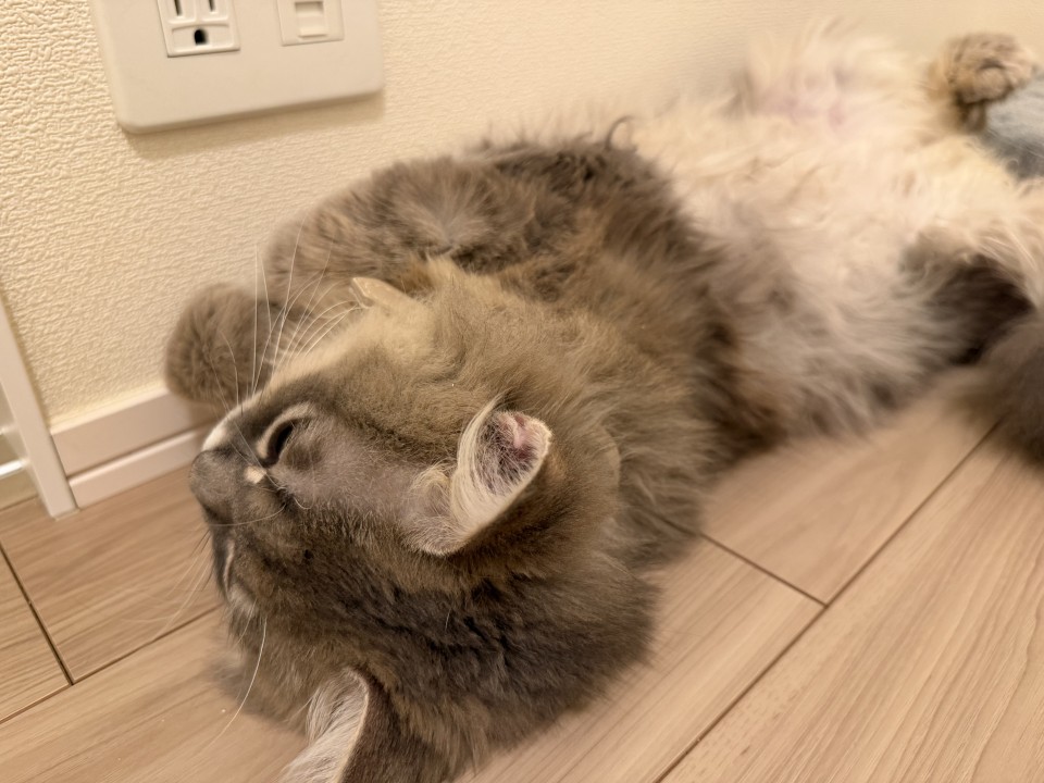 アップロード画像