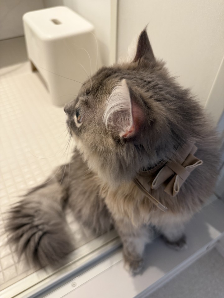 アップロード画像