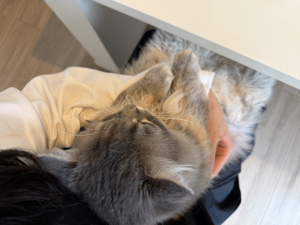 アップロード画像