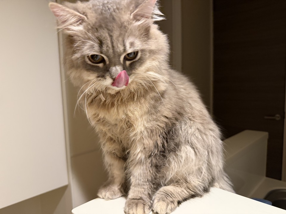 アップロード画像